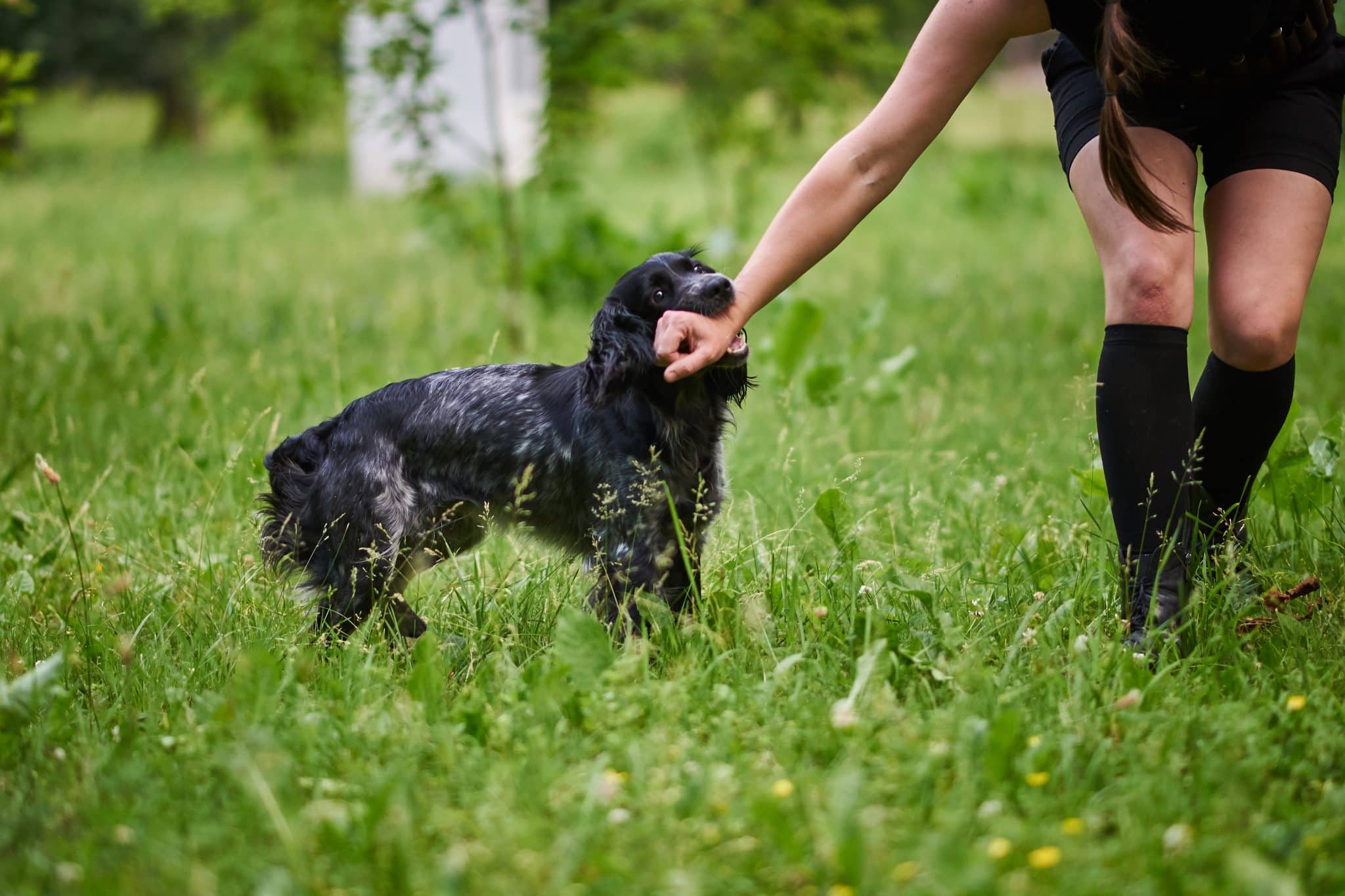 Animal & Dog Bites